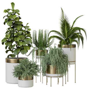 Plantes en pot  Ensemble d'Intérieur 104  Modèle 3D