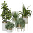 Plantes en pot Ensemble d'Intérieur 104 - uniquevry