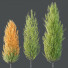 Trees HQ Plants Acer X Freemanii Freeman Maple Sapindaceae Set 05 - Pandora-land