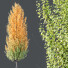 Trees HQ Plants Acer X Freemanii Freeman Maple Sapindaceae Set 05 - Pandora-land