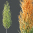 Trees HQ Plants Acer X Freemanii Freeman Maple Sapindaceae Set 05 - Pandora-land