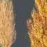 Trees HQ Plants Acer X Freemanii Freeman Maple Sapindaceae Set 05 - Pandora-land