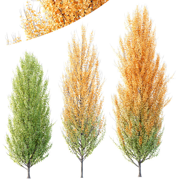 Trees HQ Plants Acer X Freemanii Freeman Maple Sapindaceae Set 05 3D model