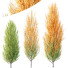 Trees HQ Plants Acer X Freemanii Freeman Maple Sapindaceae Set 05 - Pandora-land