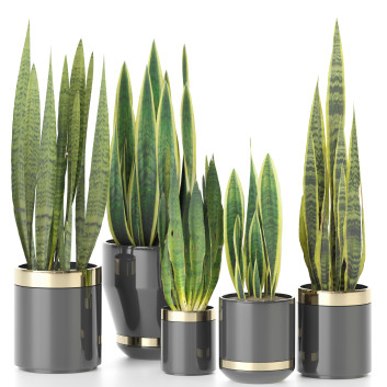 Plantes en pot  Ensemble d'Intérieur 105 Modèle 3D