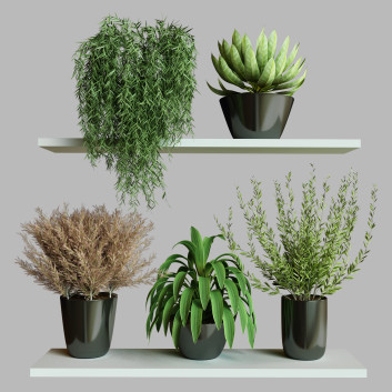 Plantes en pot  Ensemble d'Intérieur 107 Modèle 3D