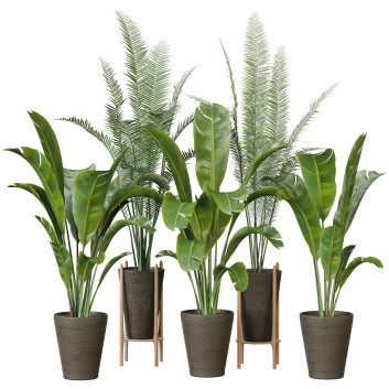 Plantes en pot  Ensemble d'Intérieur 109 Modèle 3D