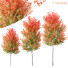 Drzewa HQ Acer X Freemanii Freeman Maple Sapindaceae - Pandora-land