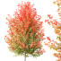 Drzewa HQ Acer X Freemanii Freeman Maple Sapindaceae - Pandora-land