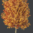 Drzewa HQ Acer X Freemanii Freeman Maple Sapindaceae - Pandora-land