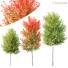 Drzewa HQ Acer X Freemanii Freeman Maple Sapindaceae - Pandora-land
