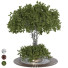 Arbre Ensemble de Collection 184 - mio