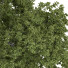 Arbre Ensemble de Collection 184 - mio