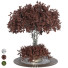 Arbre Ensemble de Collection 184 - mio