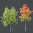 Árboles HQ Plantas Acer X Freemanii Arce Freeman Sapindaceae Conjunto 04 - Pandora-land