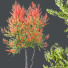Árboles HQ Plantas Acer X Freemanii Arce Freeman Sapindaceae Conjunto 04 - Pandora-land