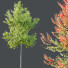 Árboles HQ Plantas Acer X Freemanii Arce Freeman Sapindaceae Conjunto 04 - Pandora-land