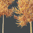Árboles HQ Plantas Acer X Freemanii Arce Freeman Sapindaceae Conjunto 04 - Pandora-land