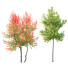 Árboles HQ Plantas Acer X Freemanii Arce Freeman Sapindaceae Conjunto 04 - Pandora-land