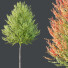 Drzewa HQ Plants Acer X Freeman Maple Sapindaceae Set 03 - Pandora-land