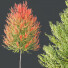 Drzewa HQ Plants Acer X Freeman Maple Sapindaceae Set 03 - Pandora-land