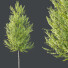 Drzewa HQ Plants Acer X Freeman Maple Sapindaceae Set 03 - Pandora-land