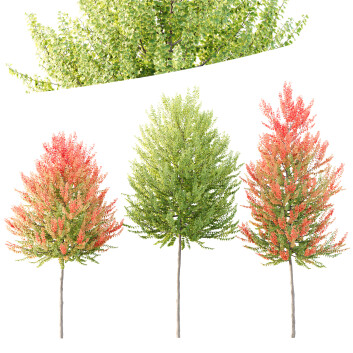 Drzewa HQ Plants Acer X Freeman Maple Sapindaceae Set 03