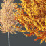Drzewa HQ Plants Acer X Freeman Maple Sapindaceae Set 03 - Pandora-land