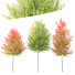 Drzewa HQ Plants Acer X Freeman Maple Sapindaceae Set 03 - Pandora-land
