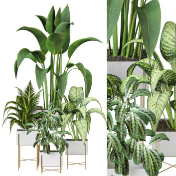 Plantes en pot  Ensemble d'Intérieur 111 Modèle 3D
