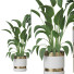 Plantas en macetas Conjunto de Interior 112 - uniquevry