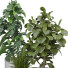 Plantas en macetas Conjunto de Interior 112 - uniquevry
