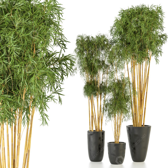 Plantas en macetas Conjunto de Interior 115 Modelo 3D