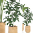 Plantas en macetas Conjunto de Interior 118 - uniquevry