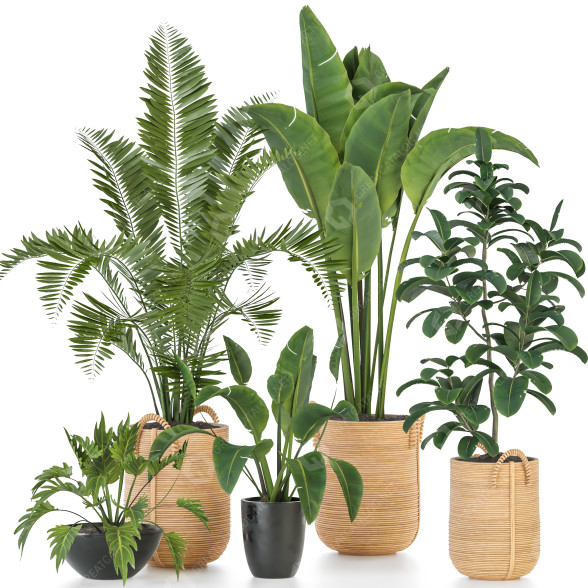 Plantas en macetas Conjunto de Interior 118 Modelo 3D
