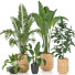 Plantas en macetas Conjunto de Interior 118 - uniquevry
