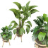 Plantas en macetas Conjunto de Interior 119 - uniquevry