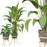 Plantas en macetas Conjunto de Interior 119 - uniquevry