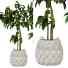 Plantas en macetas Conjunto de Interior 121 - uniquevry