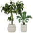Plantas en macetas Conjunto de Interior 121 - uniquevry