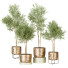 Plantas en macetas Conjunto de Interior 122 - uniquevry