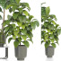 Plantas en macetas Conjunto de Interior 124 - uniquevry