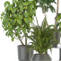 Plantas en macetas Conjunto de Interior 124 - uniquevry