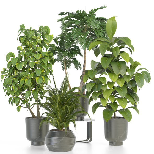 Plantas en macetas Conjunto de Interior 124 Modelo 3D