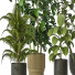 Plantas en macetas Conjunto de Interior 125 - uniquevry