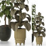 Plantas en macetas Conjunto de Interior 125 - uniquevry