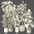 Plantas en macetas Conjunto de Interior 125 - uniquevry