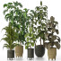 Plantas en macetas Conjunto de Interior 125 - uniquevry