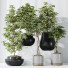 Rośliny doniczkowe Schefflera Arboricola Umbrella Set 20 - Pandora-land