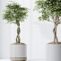 Rośliny doniczkowe Schefflera Arboricola Umbrella Set 20 - Pandora-land